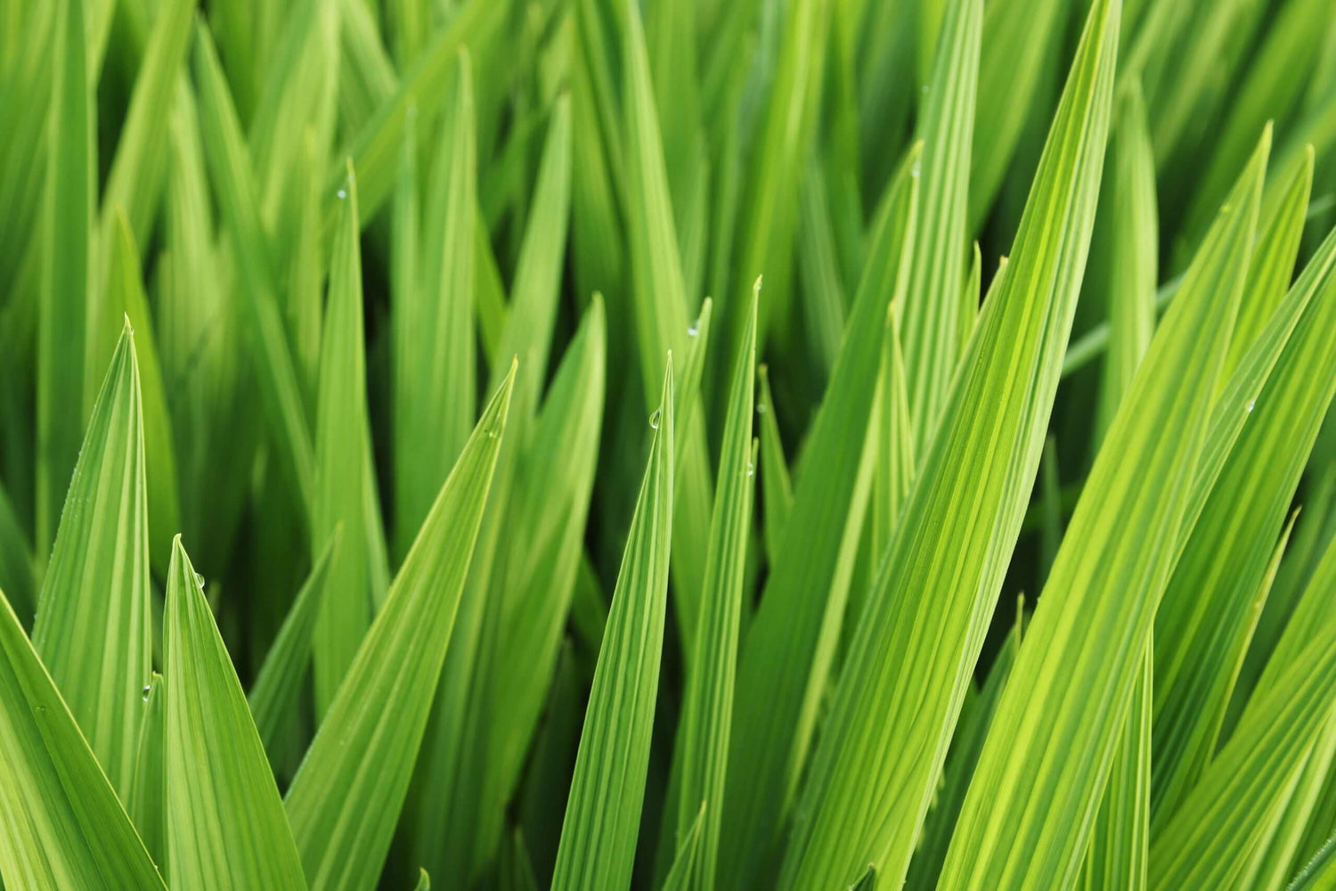 Recycled paper and grass mix